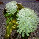 천왕산가든 이미지