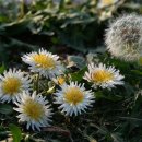 민들레약국 이미지