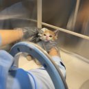 24시 포항 이음동물의료센터 이미지