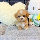 펫퍼스트 24시 강아지분양 고양이분양 | 초보 보호자 맞춤 펫퍼스트 24시 강아지분양 고양이분양 파주운정점 경기도 강아지분양