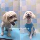 59펫살롱 이미지