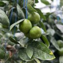 천창일농장 이미지