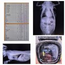 희순 | 자양동동물병원 준동물병원 강아지 희순이 심장평가 받은 후기입니다