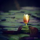광동천 네이버블로그