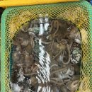 싱싱회타운 | 부산 광안리 “민락회타운” 내돈내산 후기