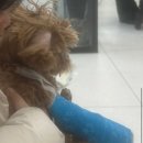 신탄진 동물병원 이미지