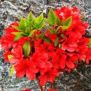 성모공원 이미지