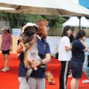 도그 스포지움 이미지