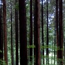 전남 장성 축령산 - 치유의 숲 이미지