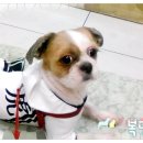 복덩어리 이미지