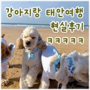 팜카밀레 | 태안 애견동반 1박2일 여행코스 총정리｜만리포·팜카밀레·안면암 후기