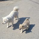 동네강아지 이미지