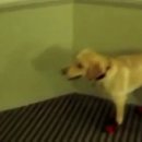 신발신은 강아지 이미지