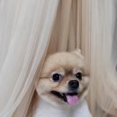 새침하개멍 이미지