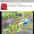 트리팜원예종묘