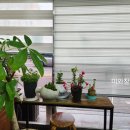 각시머리방 - 천안시 동남구 | 각시머리방