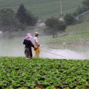 안반데기 목장 이미지