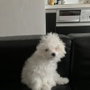 꼬순내 이미지