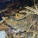 대게나라 이미지