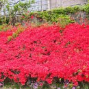 아리역로16번길 이미지