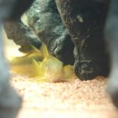 레드팬더 이미지