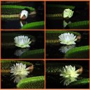 빅토리아여관 이미지