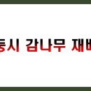 재식농장 | 둥시 감나무 재배 완벽 가이드 TOP 10 (수익분석, 품종선택, 관리노하우, 실패사례)