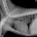 제갈견 동물병원 이미지