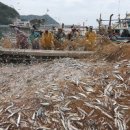 진도멸치 이미지