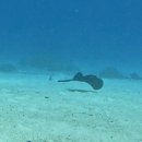 사진을 찍다 | 나홀로 사이판 다이빙 여행🤿⑤ B-29(Emily), Ship Wreck 한국인 위령비에서 태극기 사진을 찍다~