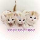 앤도브