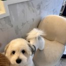 언커먼독 이미지