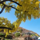 임고서원의 은행나무 | 영천 임고서원 은행나무