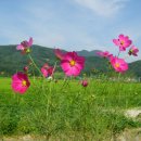 코스모스 이미지