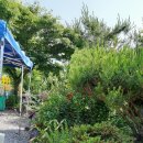 장미 펜션 이미지