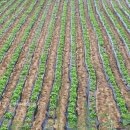 새봄농장(3) 이미지