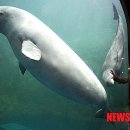 흰고래 이미지