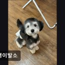 댕댕이발소 | (평택, 강아지, 고양이, 애견미용, 추천!) 댕댕이발소 평택 댕댕이발소, 맞춤형 케어로 만족