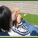 나의 반려견 | 상주강아지분양 믿음으로 시작된 나의 첫 반려견