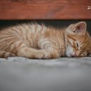 고려동물병원 이미지