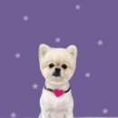 하얀이언니네 이미지