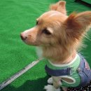 트레벨동물병원 이미지