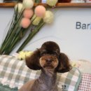 바비펫샵 이미지