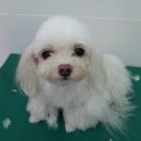 핑코애견 이미지