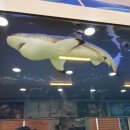 오천수족관 이미지