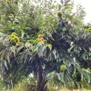 늘밤농원 이미지