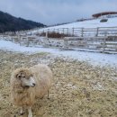 송포목장 네이버블로그