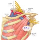 흉쇄관절의 디스크(sternoclavicular disc)의 기능에 대한 연구 이미지