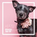 해피도그 네이버블로그