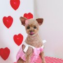 림앤도기살롱 | 군산 애견미용 림앤도기살롱 마리공주님 미용했어요